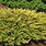 Juniperus Horizontalis Creeping Juniper