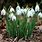 Pictures of Galanthus