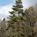 Scotch Pine Pinus Sylvestris