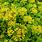 Stonecrop Sedum Ground Cover