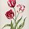 Tulip Art Prints