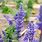 Blue Salvia Perennial Plant