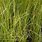 Carex Comans Green