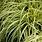 Carex Oshimensis EverGold