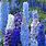 Delphinium Pacific Hybride