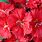 Dianthus Blüten