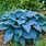 Hosta Plants Varieties