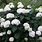 Hydrangea Arborescens Grandiflora