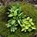 Miniature Hosta Plants
