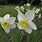 Narcissus Botanicus