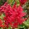 Red Astilbe Plants