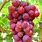 Red Grape Vine Plant