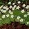 Saxifraga White