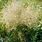 Tufted Hair Grass Deschampsia Cespitosa