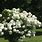 White Ball Flower Bush