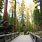 Yosemite Sequoias