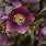 Helleborus Flowers