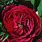 David Austin Red Roses