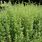 Estragon Artemisia Dracunculus