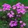 Lavender Tapine Verbena