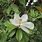 Magnolia Arbuste Persistant