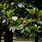 Magnolia Persistant