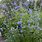 Salvia Uliginosa Bleu