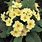 Yellow Primula Flower