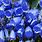 Blue Campanula Plant