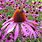 Echinacea Purpurea Seeds