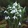 Galanthus Ikariae