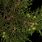 Juniperus Indica