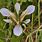 Stinking Iris Plant