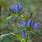 Gentiana Andrewsii