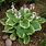 Hosta Fragrant Bouquet