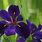 Louisiana Iris Plant