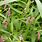 Polygonum Persicaria