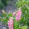 Summersweet Clethra Alnifolia