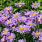 Alpine Aster Flower