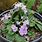 Alpine Primula Species