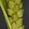 Carex Granularis