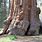Cedar Grove Sequoia National Park