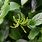 Chloranthus Spicatus