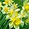 Fleurs Fanées Narcisse