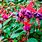 Fuchsia Plant Care