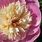 Paeonia Albiflora