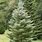 Picea Abies Koreana