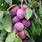 Prunus Fruit
