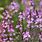 Verbena Officinalis Bampton