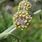Artemisia Splendens